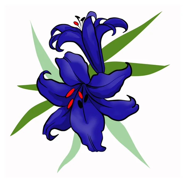 Dark blue lily — Stock Photo, Image