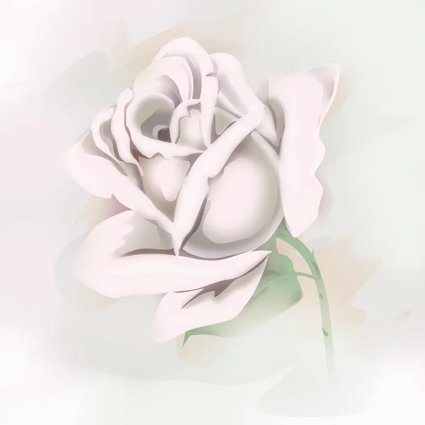 Rose tendre blanche — Photo