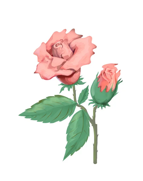 Rose illustratie — Stockfoto