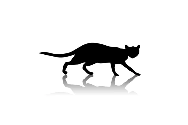 Kattensilhouet — Stockfoto