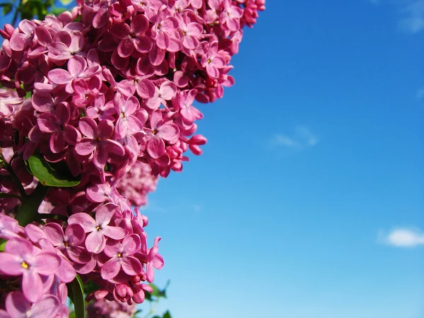 Krásná fialová kytice — Stock fotografie