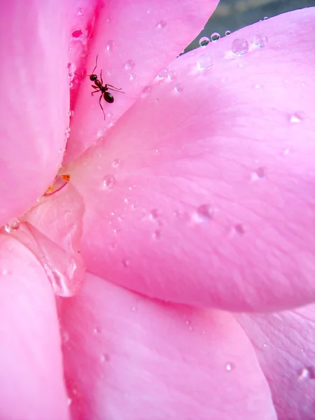 Rose and dew — Stock Photo, Image