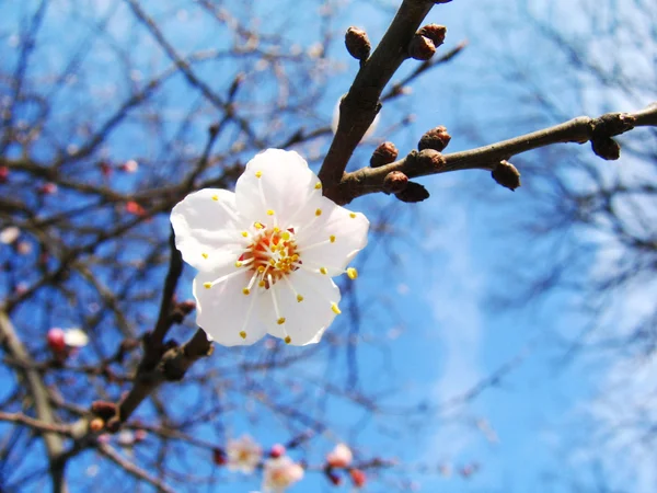 Rama de primavera —  Fotos de Stock