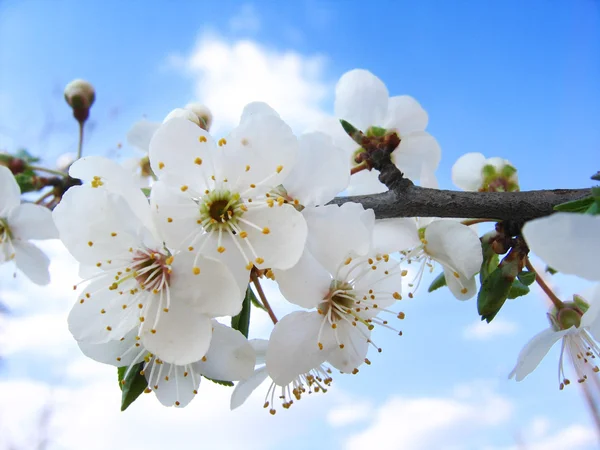 Třešňový květ a jasné modré nebe — Stock fotografie