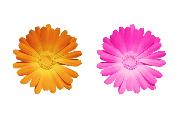 Zwei farbige Blumen — Stockfoto