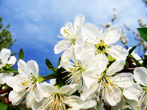 Kwiat wiśni i błękitne niebo — Zdjęcie stockowe