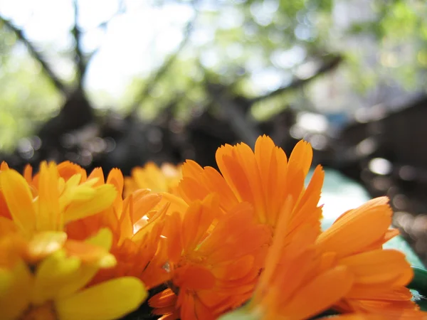 橙色花瓣 — 图库照片