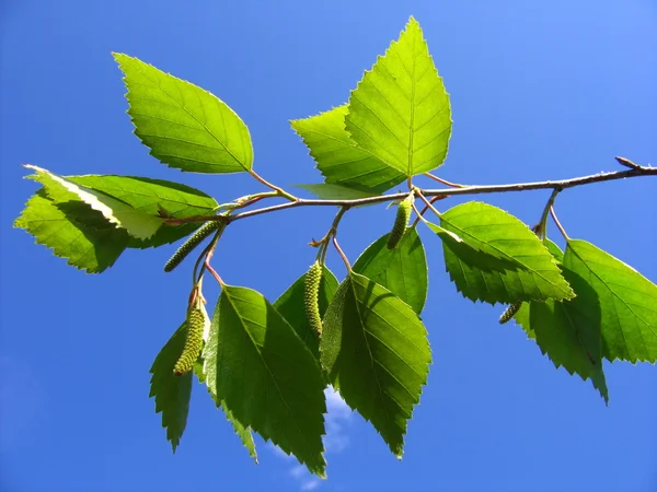 Huş ağacı yaprakları