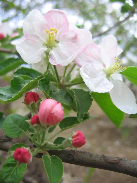 Peach Blossom — Stock Fotó