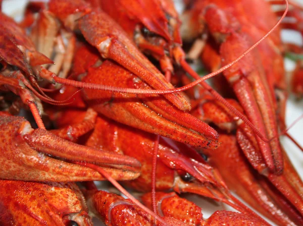Crawfish close-up — Stock Photo, Image