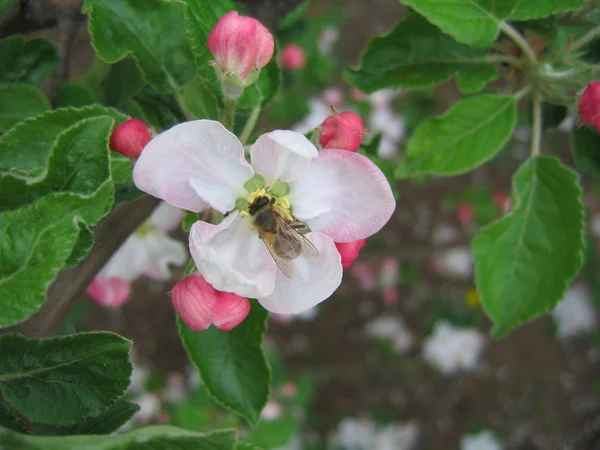 Peach Blossom Royaltyfria Stockfoton