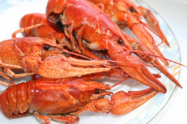 Crawfish close-up clipart