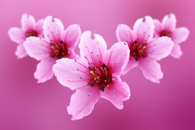 Pink flowers of peach clipart