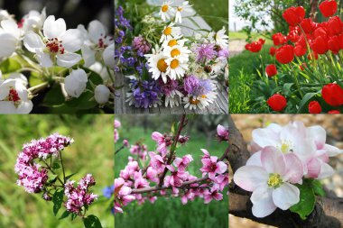 Field and garden flowers clipart