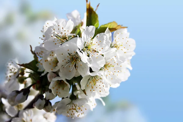 Spring florescence — Stock Photo, Image