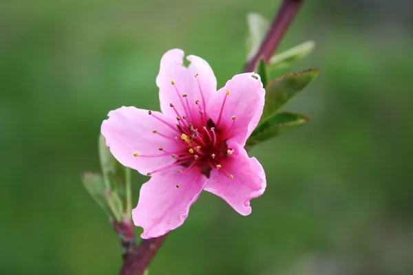 One pink flower of peach — Stock Photo, Image