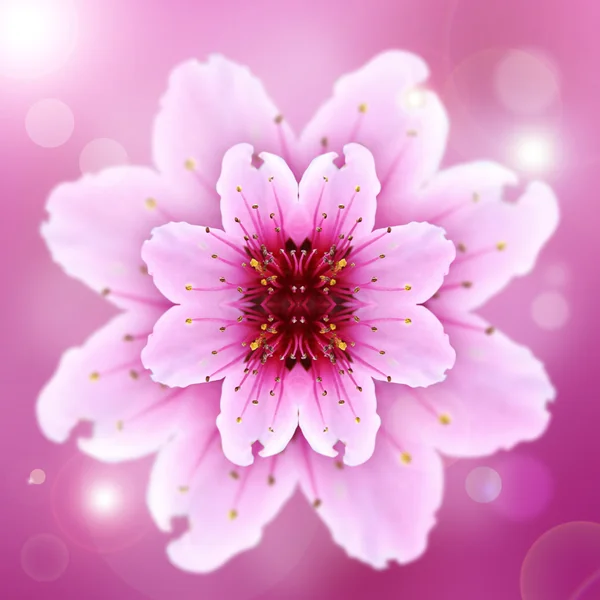One pink flower of peach — Stock Photo, Image