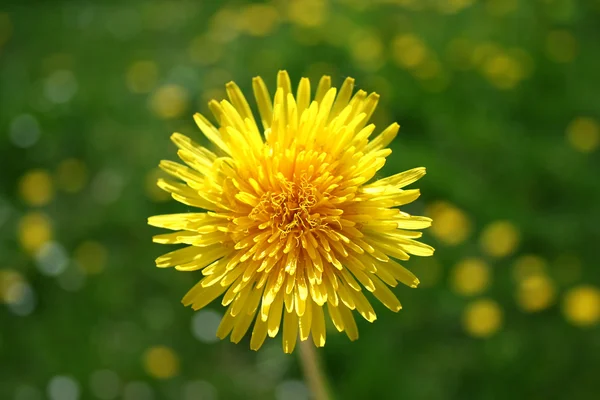 Sunny flower — Stock Photo, Image