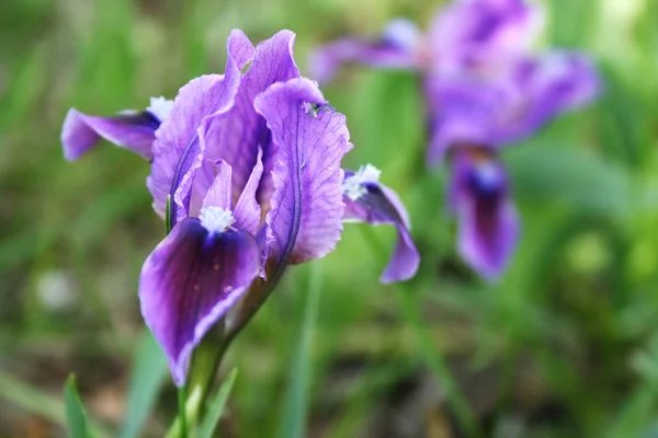 Iris, Квітка весни . — стокове фото