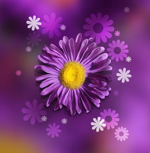 Violet chrysanthemum — Stock Photo, Image