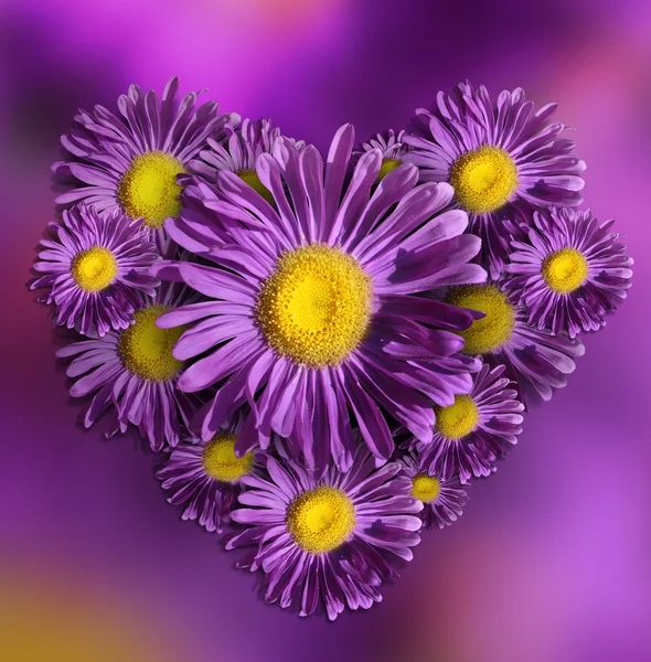 Flower violet heart — Stock Photo, Image