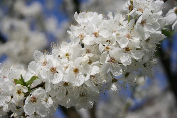 Florescencia de primavera —  Fotos de Stock