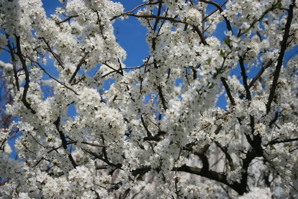 Kwitnienie wiosną — Zdjęcie stockowe