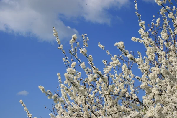 Florescencia de primavera —  Fotos de Stock