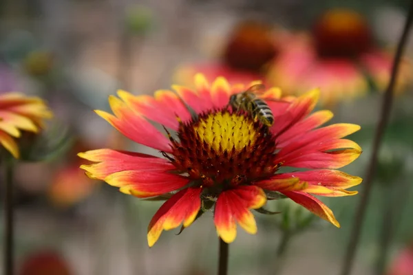 stock image Bee and flower