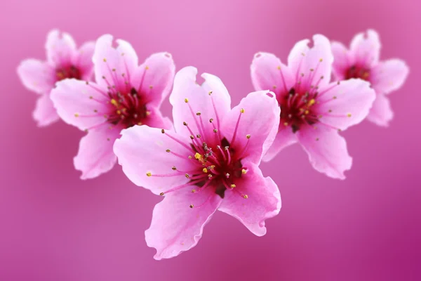 Rosa Blüten von Pfirsich Stockbild