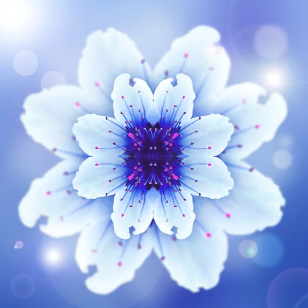 Blauwe bloem Stockfoto