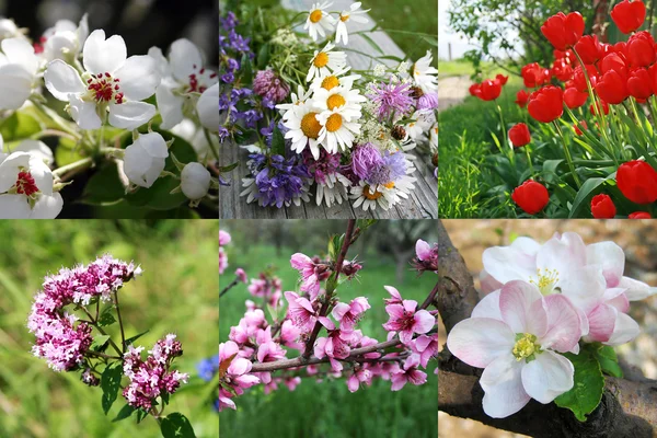 Польові та садові квіти Стокова Картинка