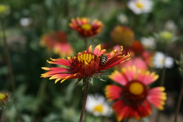 Včela a květinové Royalty Free Stock Fotografie