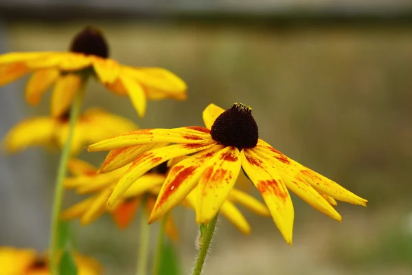 金光菊的花 — 图库照片