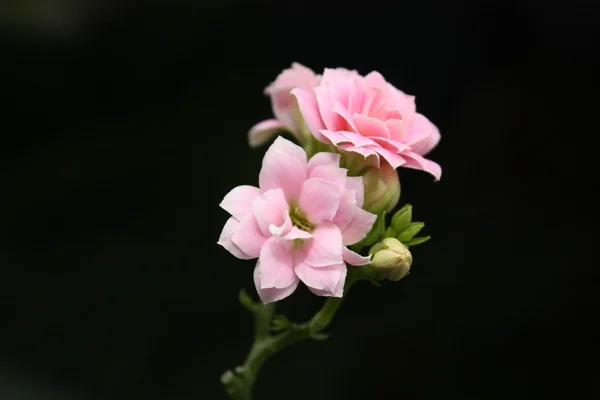 stock image Tender Flowers