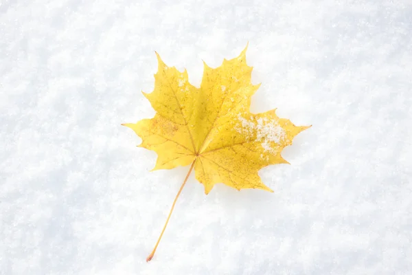 The Maple leaf. — Stock Photo, Image