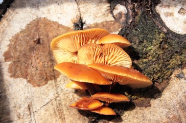 Armillaria mellea.