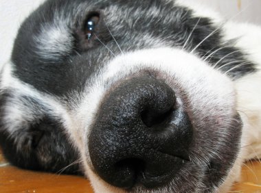 Köpek..