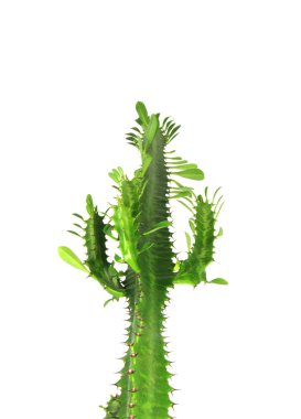 Euphorbia trigona. clipart