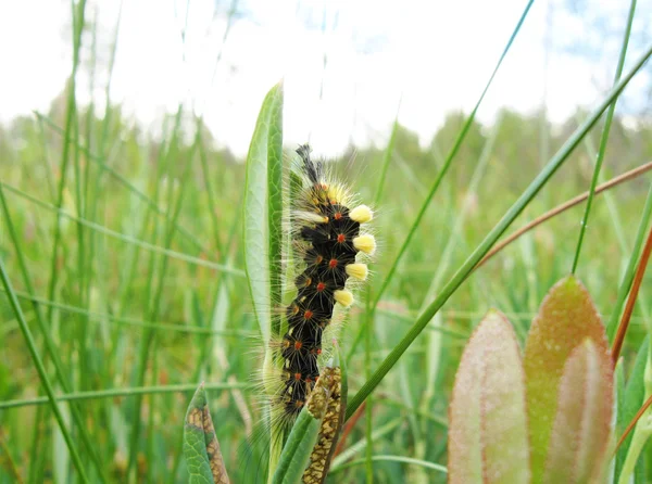 stock image Caterpillar.