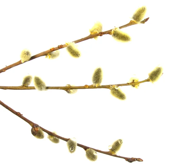 stock image Pussy willow.