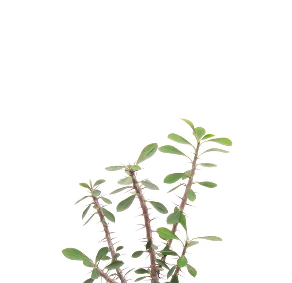 Euphorbia splendens. Euphorbia milii. — Stockfoto
