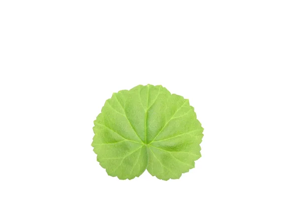 Pelargonium. — Stock Photo, Image