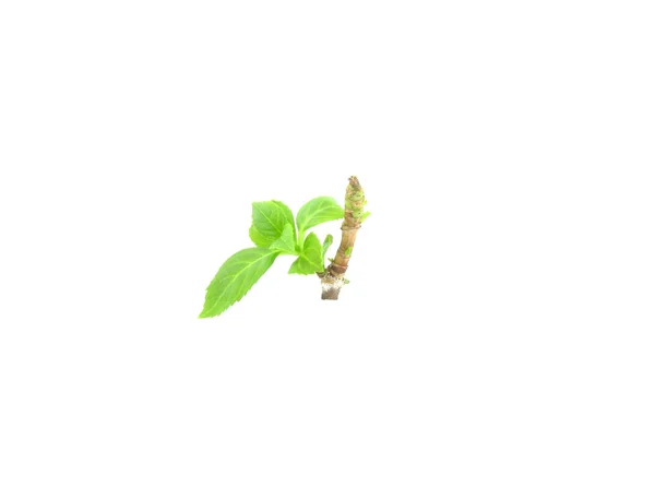Hydrangea arborescens. — Stock Photo, Image
