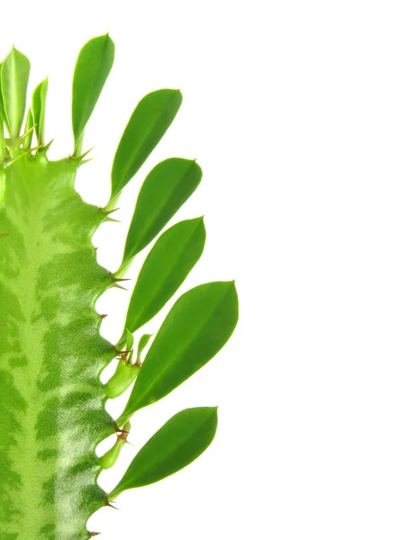Euphorbia trigona. — Stock Fotó