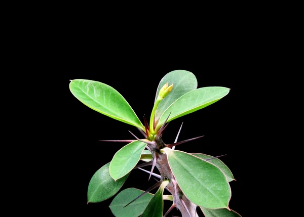 Euphorbia splendens. Euphorbia milii. — Stockfoto