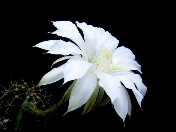 stock image Mammillaria.