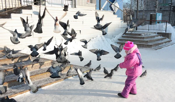 Pigeons. — Stock Photo, Image