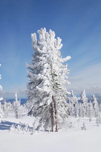Snö träd — Stockfoto