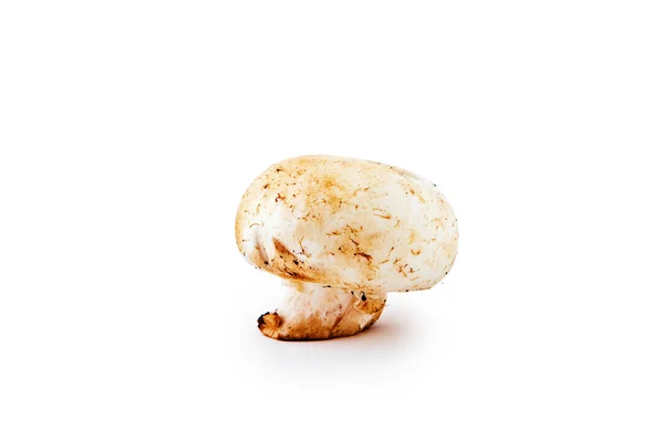 stock image Mushroom